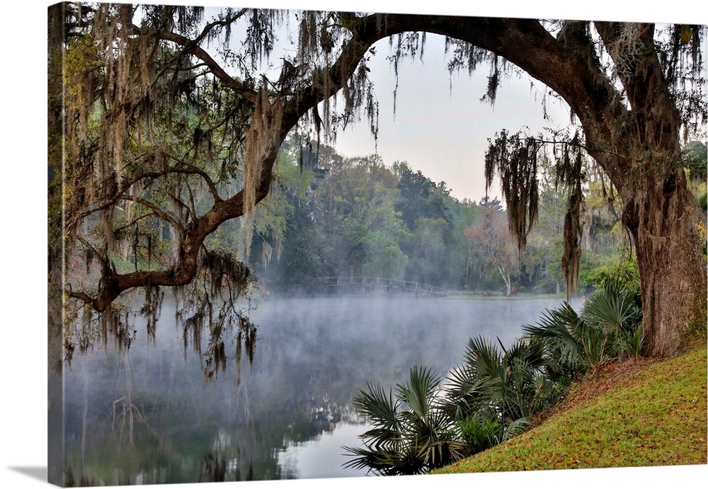 United States, North Carolina, Charleston, Middleton Place, Early Morning Mist on the Lake