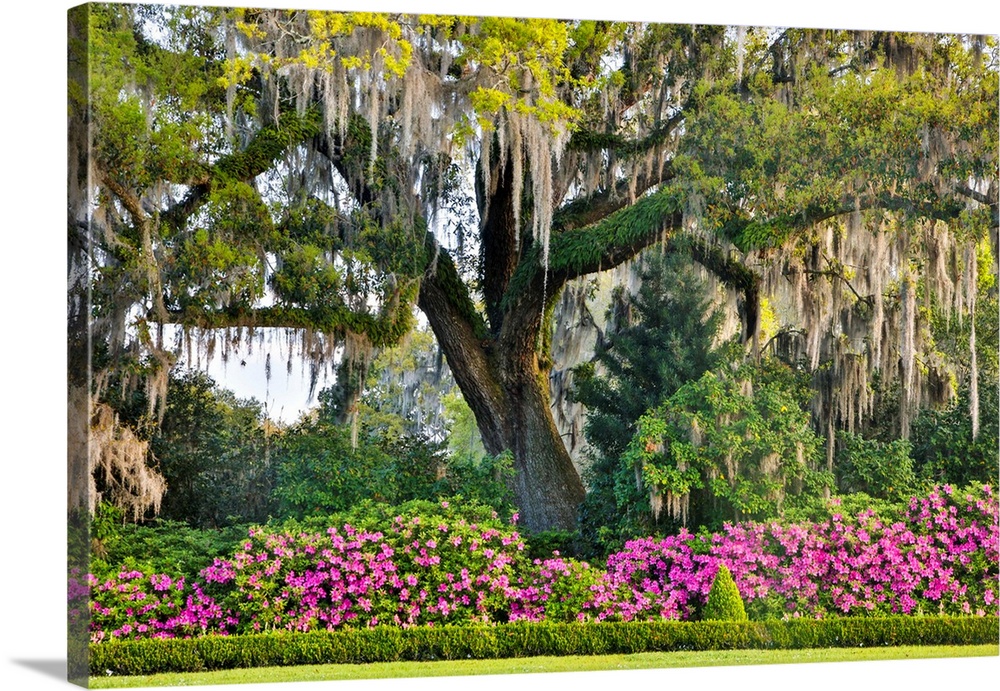 United States, North Carolina, Charleston, Middleton Place, Moss-Covered Tree and Azaleas