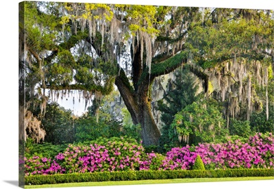 North Carolina, Charleston, Middleton Place, Moss-Covered Tree And Azaleas