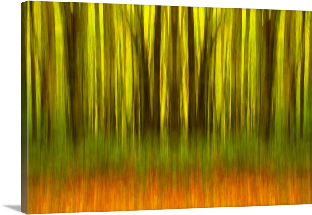 North America, USA, North Carolina, fall trees and orange leaves layered together, digital composite.