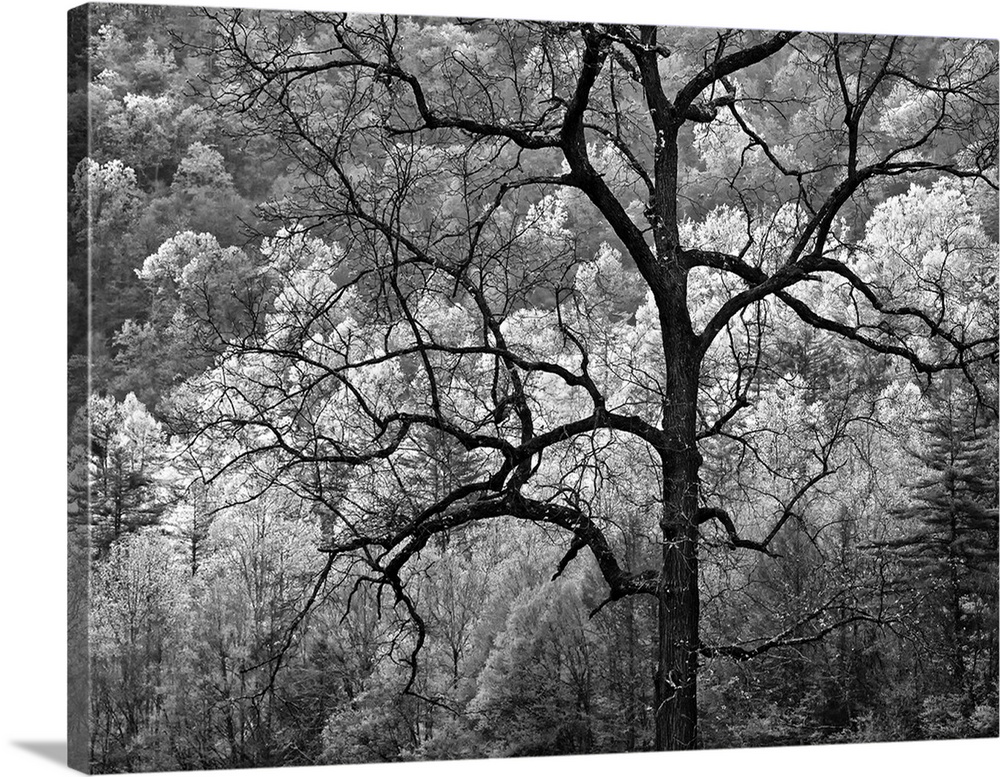 USA, North Carolina, Great Smoky Mountains National Park, Dawn's early light in Cataloochee Valley