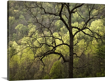North Carolina, Great Smoky Mountains National Park