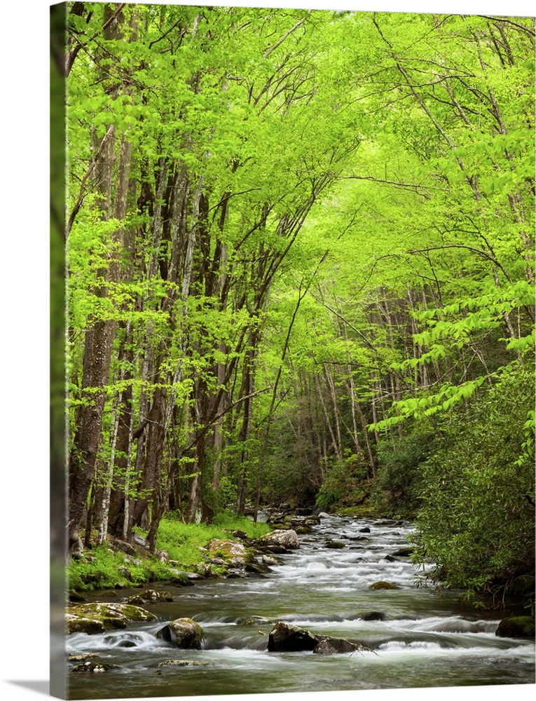 USA, North Carolina, Great Smoky Mountains National Park, Straight Fork flows through forest