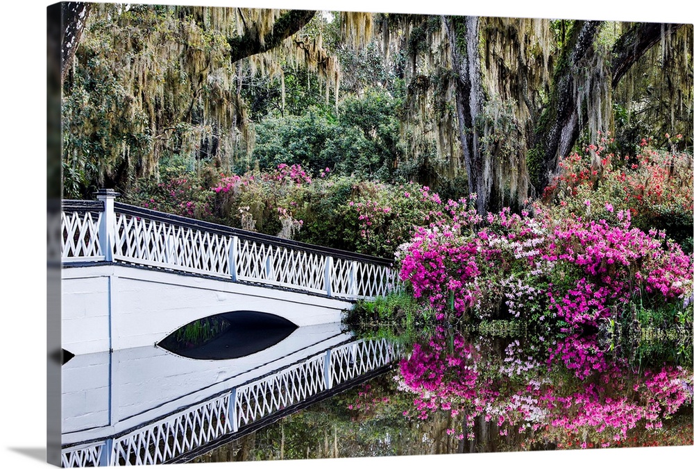 United States, North Carolina, Magnolia Plantation, White Bridge with Azaleas and Moss-Covered Tree