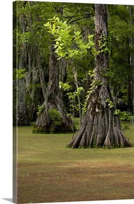 North Carolina, Merchants Millpond State Park, Cypress trees