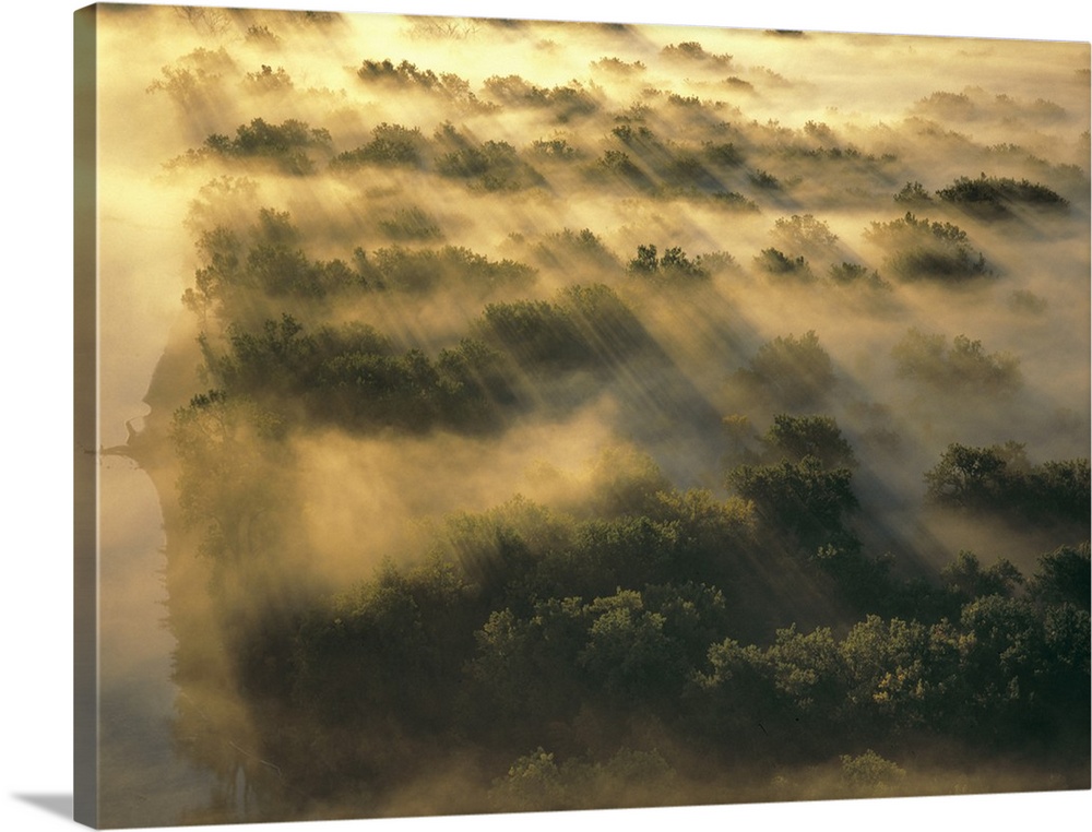 USA, North Dakota, Missouri River Valley. Morning fog settles in the treetops in North Dakota's Missouri River Valley.