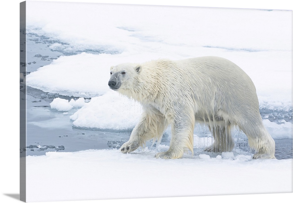 North of Svalbard, pack ice. A polar bear emerges from the water.