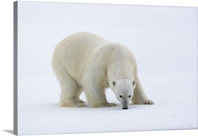 North Of Svalbard, Pack Ice, A Portrait Of A Polar Bear On A Large Slab Of Ice