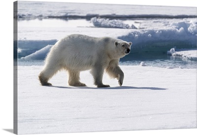 North Of Svalbard, Pack Ice, A Portrait Of An Walking Polar Bear On The Pack Ice
