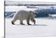 image thumbnail of North of Svalbard, pack ice. A portrait of an walking polar bear on the pack ice.