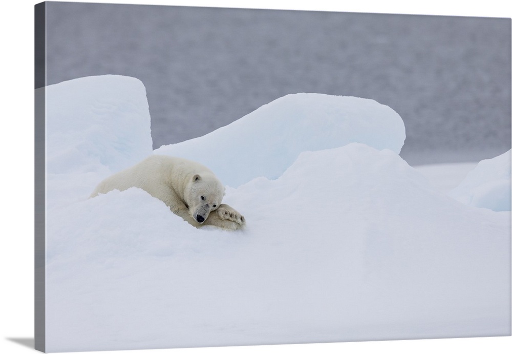 North of Svalbard, pack ice. A very old male polar bear resting on the pack ice.
