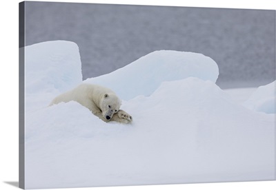 North Of Svalbard, Pack Ice, A Very Old Male Polar Bear Resting On The Pack Ice