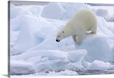 North Of Svalbard, Pack Ice, Portrait Of A Polar Bear Walking On The Pack Ice
