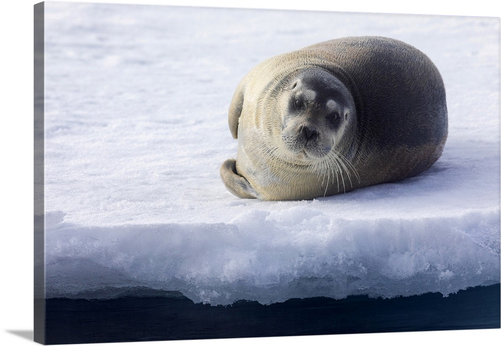 North of Svalbard, the pack ice. A portrait of a young bearded seal hauled out on the pack ice.