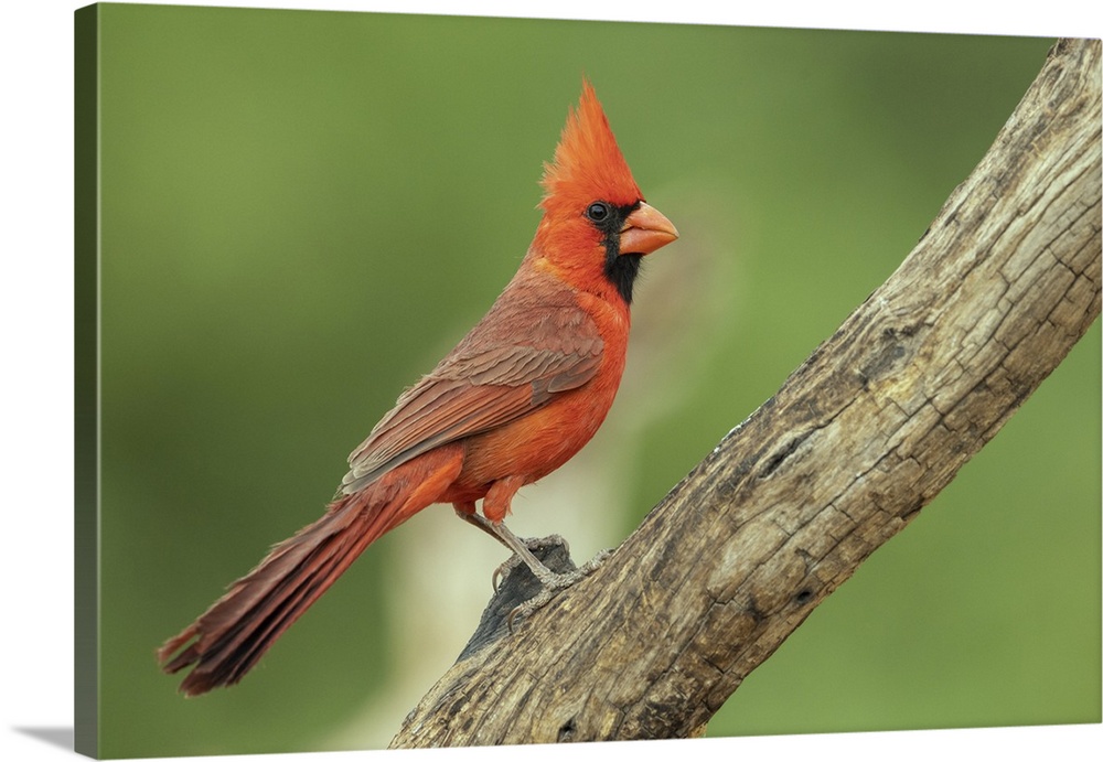 Northern cardinal. Nature, Fauna.