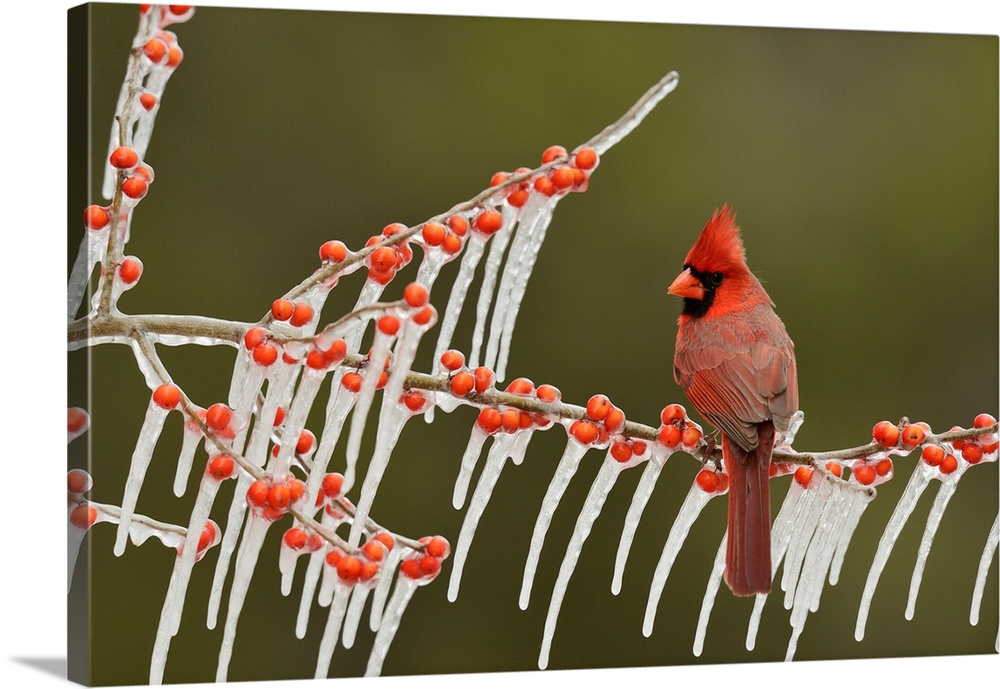 Northern Cardinal (Cardinalis cardinalis), adult male perched on icy branch of Possum Haw Holly (Ilex decidua) with berrie...