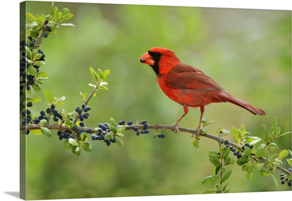 Northern Cardinal (Cardinalis cardinalis), adult male eating Elbow bush (Forestiera pubescens) berries, Hill Country, Texa...