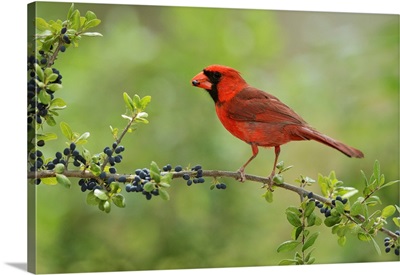 Northern Cardinal, Cardinalis Cardinalis