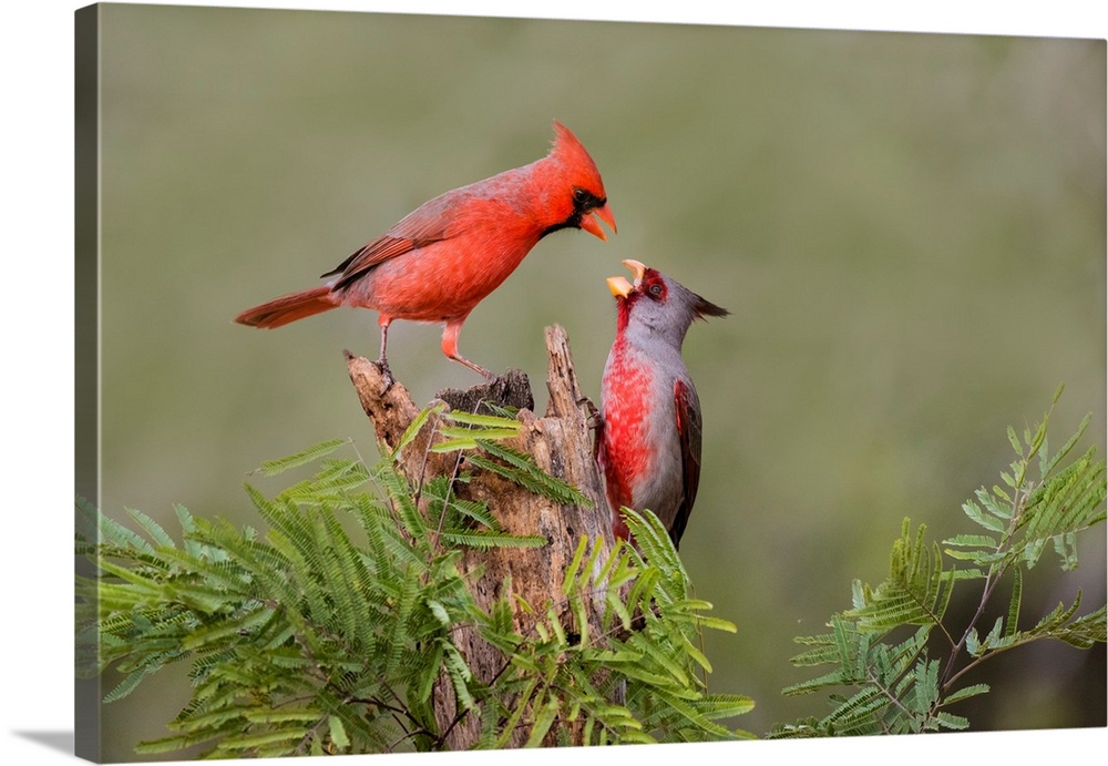 Northern Cardinal (Cardinalis cardinalis) defending perch