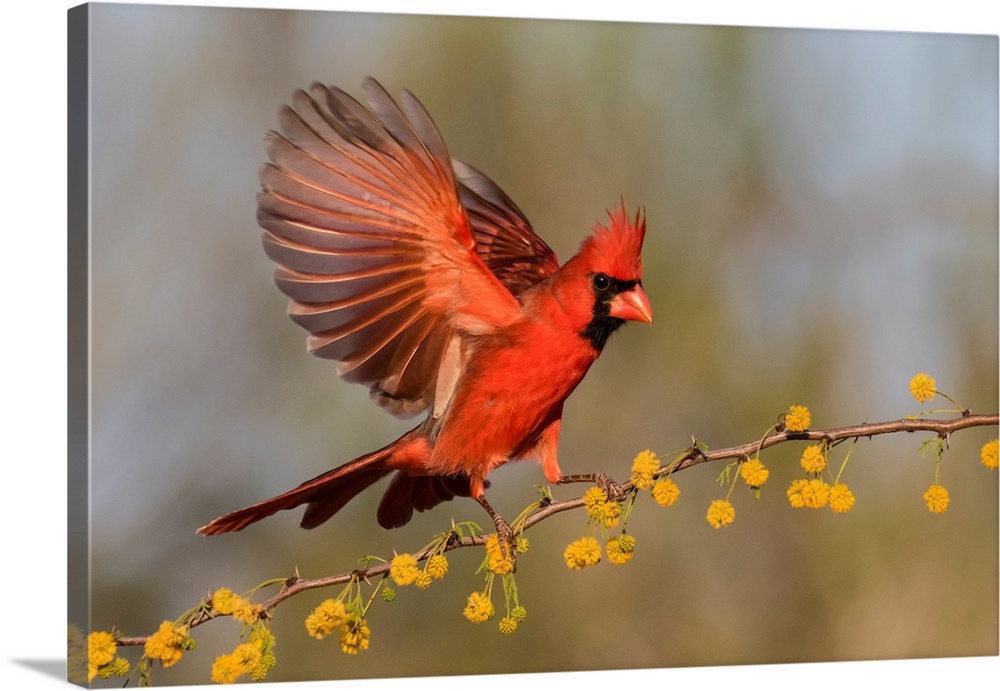 Northern Cardinal (Cardinalis cardinalis) male landing on huisache branch