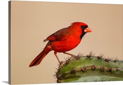 Northern Cardinal (Cardinalis Cardinalis) Male Perched On Cactus