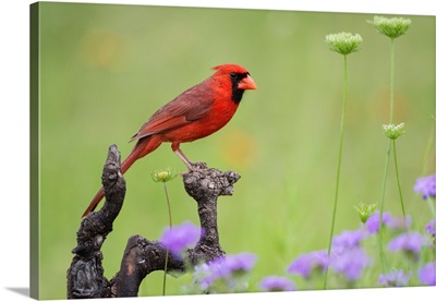 Northern Cardinal (Cardinalis Cardinalis) Male Perched On Limb