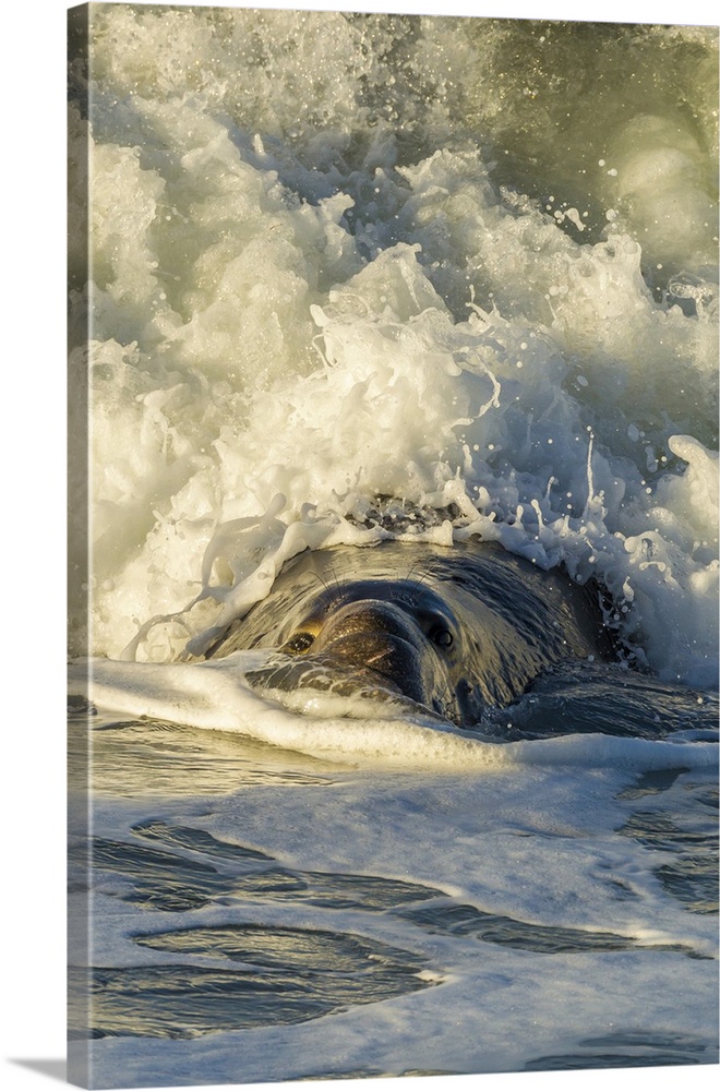 USA, California, San Luis Obispo County. Northern elephant seal male and crashing wave. Credit: Cathy & Gordon Illg / Jayn...