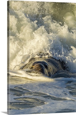 Northern Elephant Seal Male And Crashing Wave