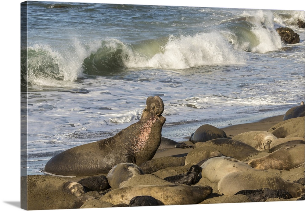 USA, California, San Luis Obispo County. Northern elephant seal male defending his section of beach. Credit: Cathy & Gordo...