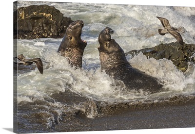 Northern Elephant Seal Males Fighting In Surf