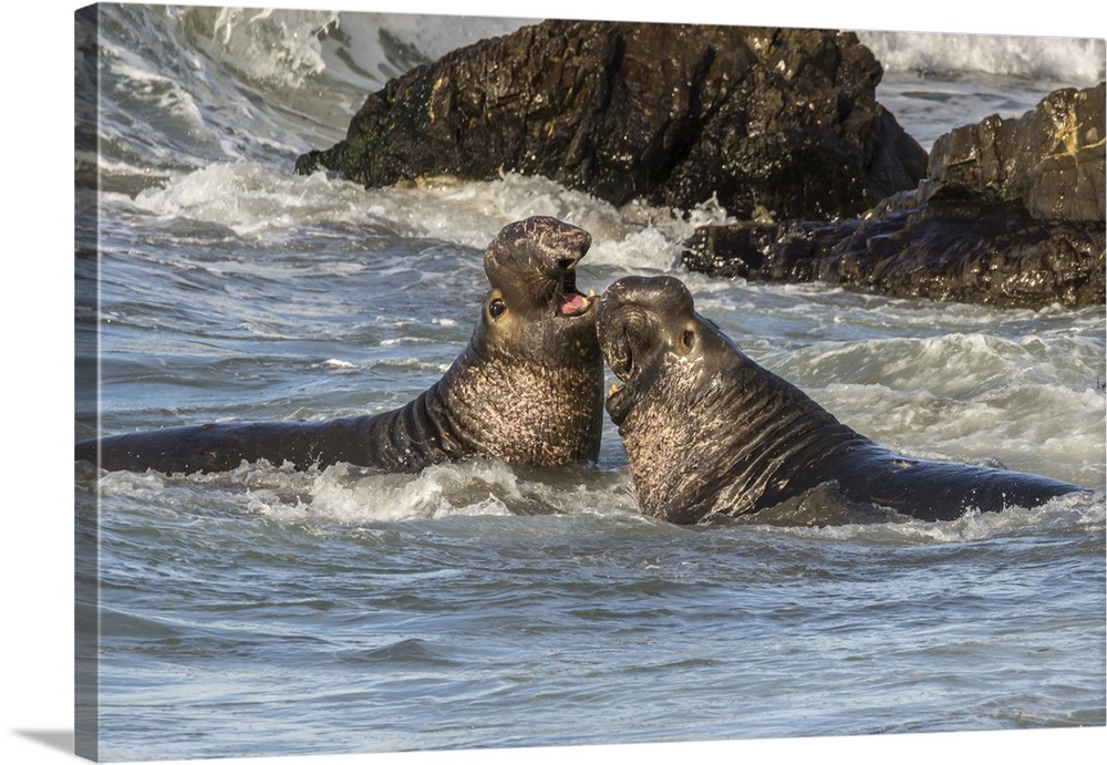 USA, California, San Luis Obispo County. Northern elephant seal males fighting in surf. Credit: Cathy & Gordon Illg / Jayn...