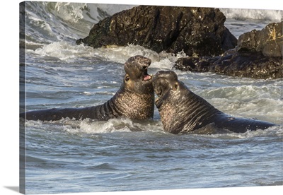 Northern Elephant Seal Males Fighting In Surf