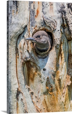 Northern Flicker Chick