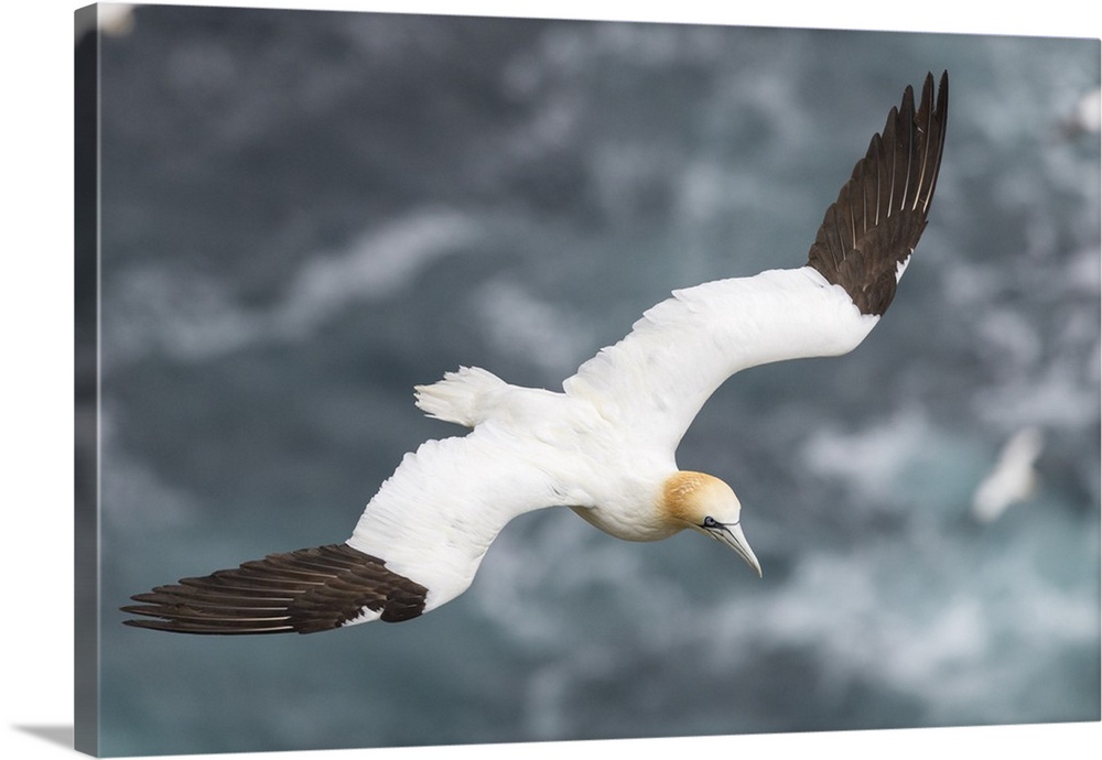 Northern Gannet in the cliffs of Hermaness NNR on the island of Unst, Scotland, Shetland Islands.