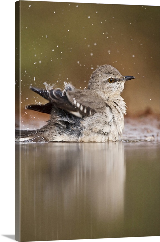 Northern Mockingbird (Mimus polyglottus) adult bathing in pond, Starr County, Texas, USA.
