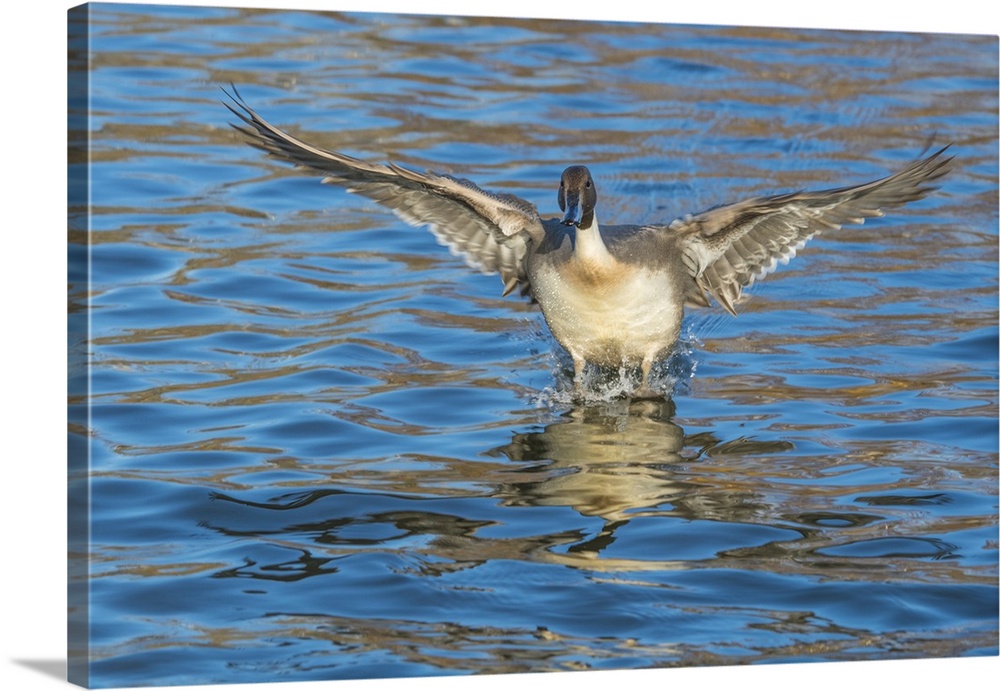 The northern pintail is a duck with wide geographic distribution that breeds in the northern areas of Europe, Asia and Nor...