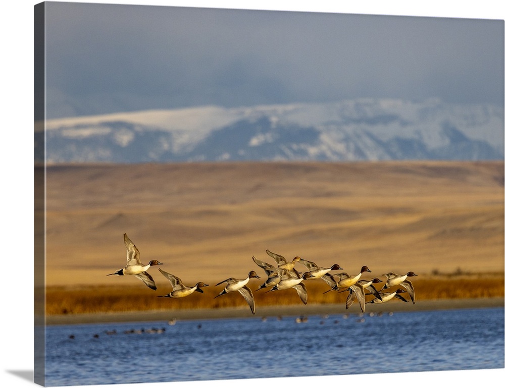 Northern Pintail ducks in courtship flight at Freezeout Lake Wildlife Management Area near Choteau, Montana, USA.