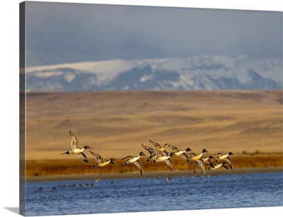 Northern Pintail Ducks In Courtship Flight At Freezeout Lake Near Choteau, Montana, USA