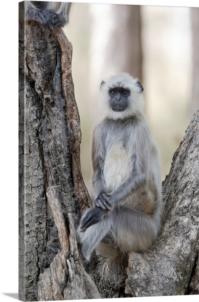 India, Madhya Pradesh, Kanha National Park. Portrait of a northern plains langur sitting with its hands nicely folded.