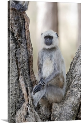 Northern Plains Langur, India, Madhya Pradesh, Kanha National Park