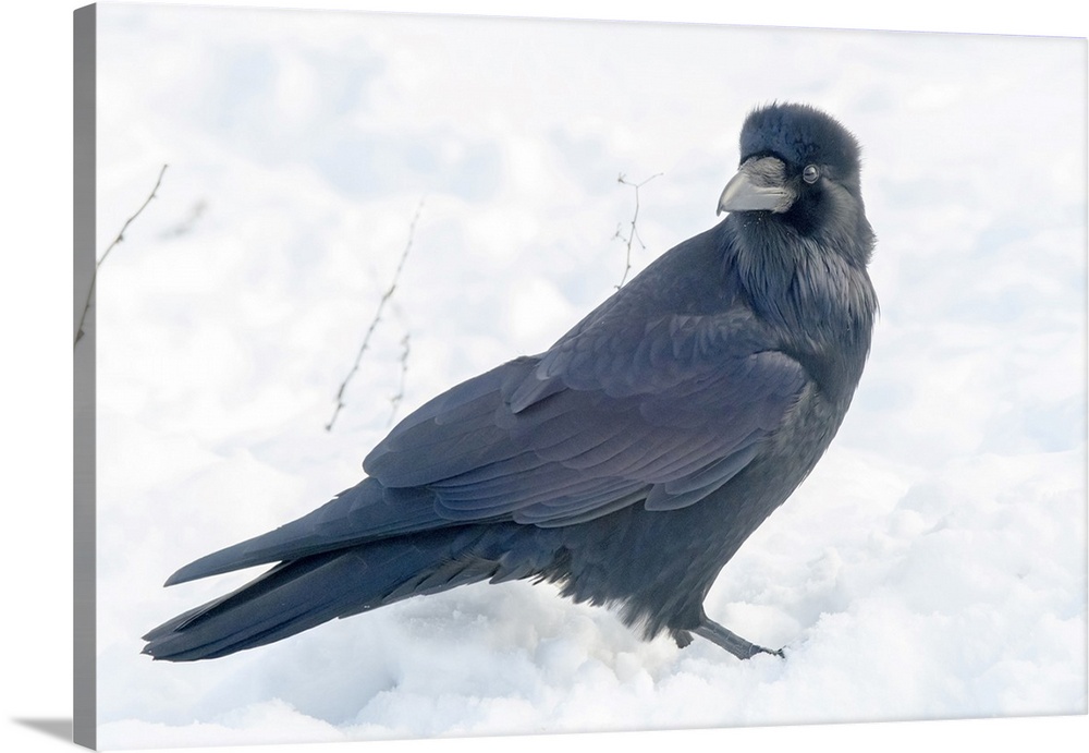The common raven (northern raven) is a large all-black passerine bird found across the Northern Hemisphere.
