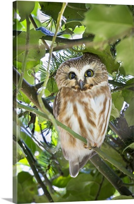 Northern Saw-Whet Owl, Canada, British Columbia, Reifel Migratory Bird Sanctuary