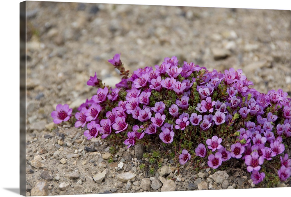 Norway, Arctic Circle, Svalbard Islands, Spitsbergen, Ny Alesund (aka King's Bay). Purple tundra flowers.