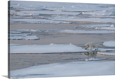 Norway, High Arctic, Lone Polar Bear On Sea Ice At Dusk