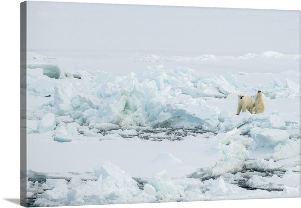 Norway, High Arctic. Polar bear mother and cub on sea ice. Europe, Norway.