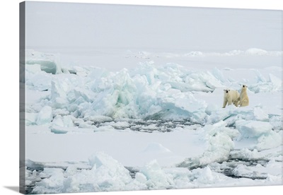Norway, High Arctic, Polar Bear Mother And Cub On Sea Ice