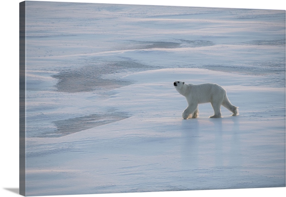 Norway, High Arctic. Underweight polar bear on sea ice at dusk. Europe, Norway.