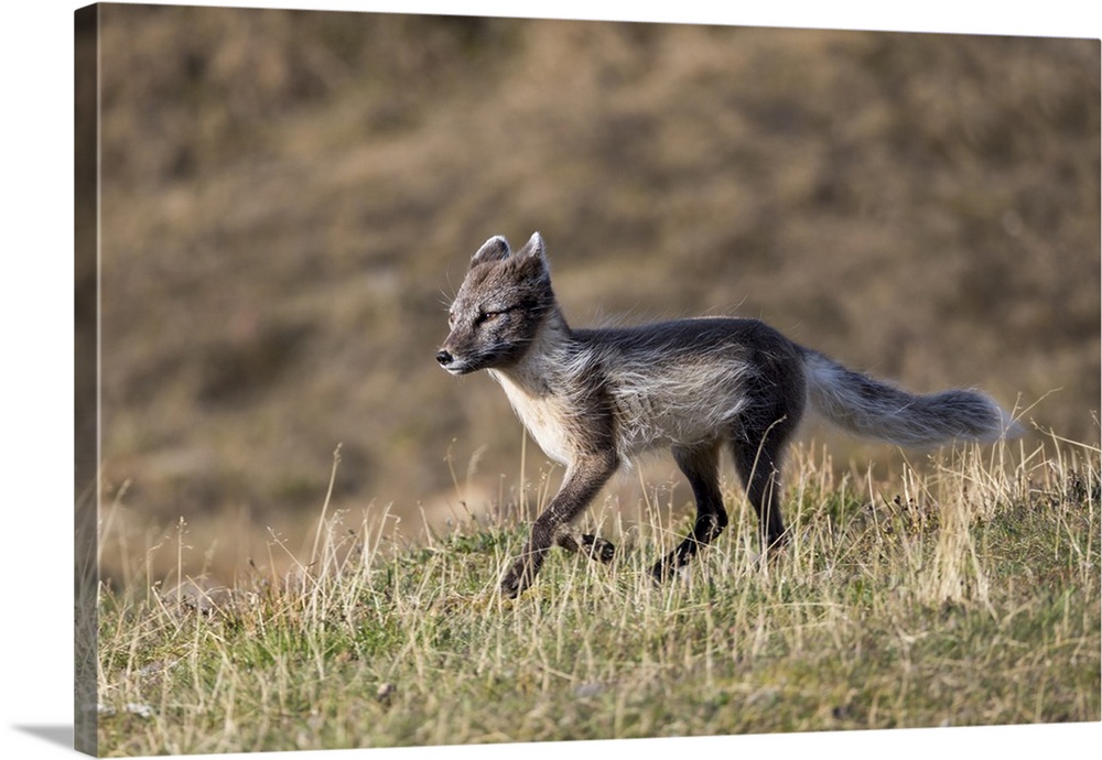 Norway, Svalbard, Longyearbyen, Arctic fox (Alopex lagopus).