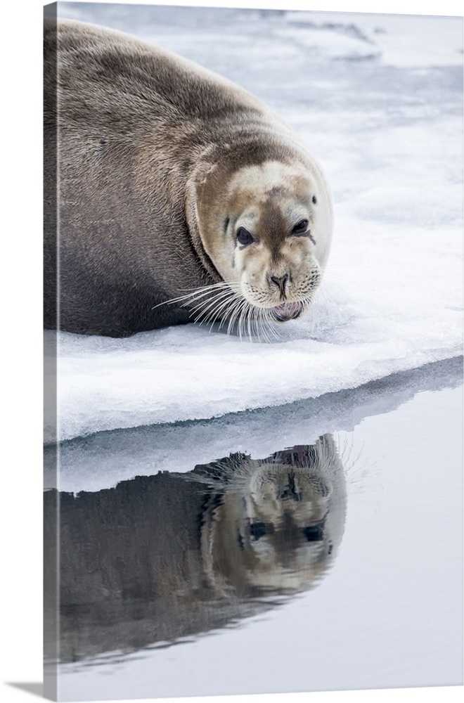 Norway, Svalbard, pack ice, Bearded Seal (Erignathus barbatus) on ice.
