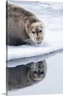 Norway, Svalbard, pack ice, Bearded Seal on ice